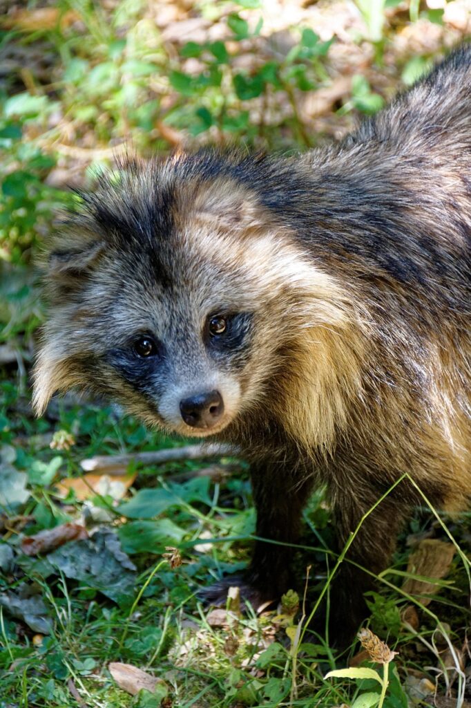 タヌキ　穴掘り得意　アライグマと間違われる