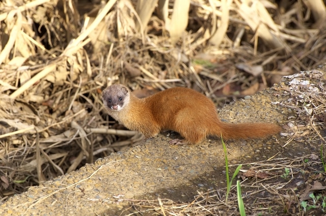 庭に穴を掘る動物　イタチ