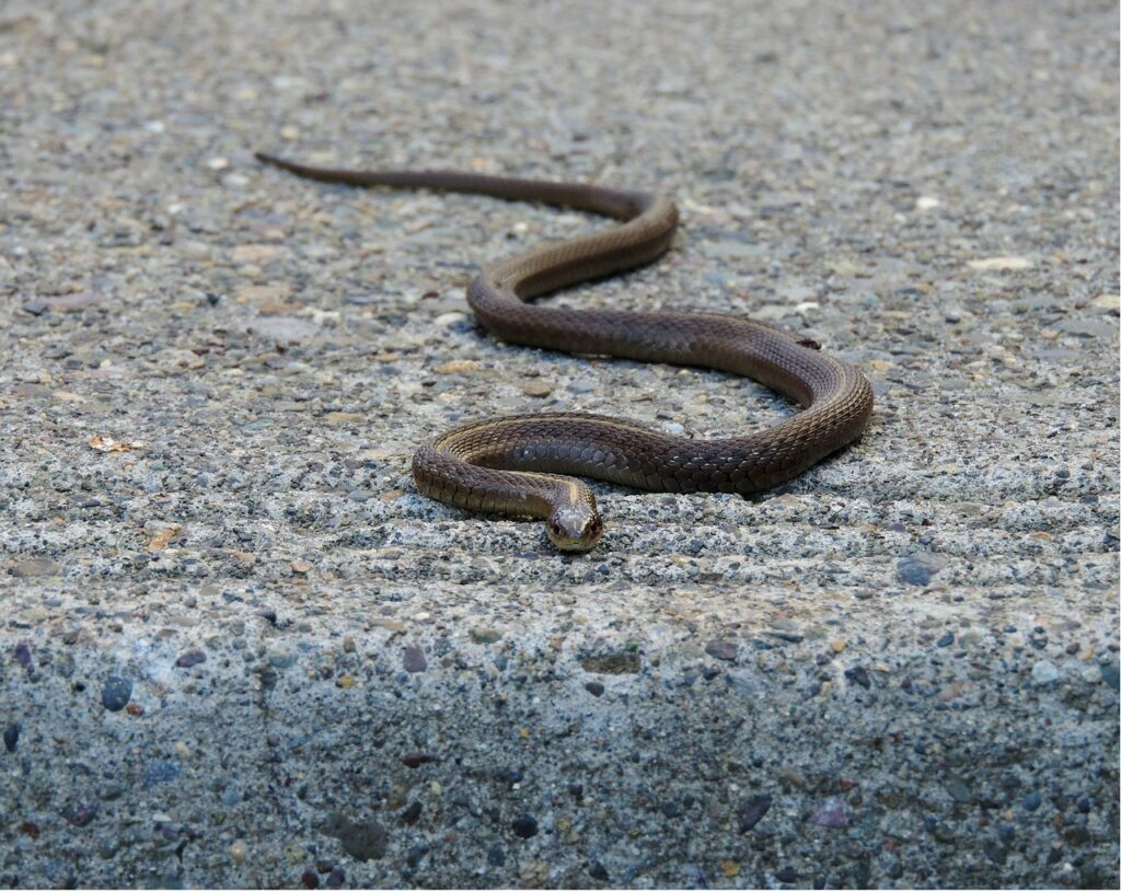 庭に穴を掘る動物　ヘビ