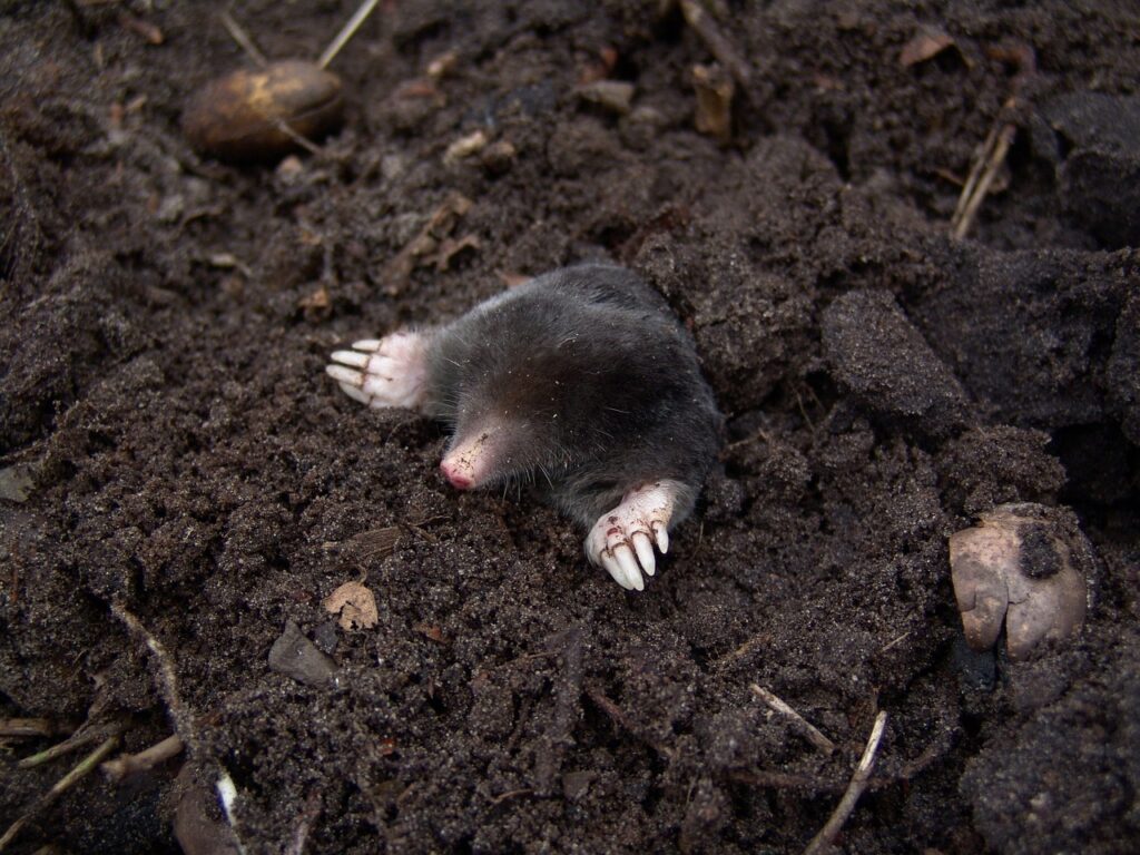 庭に穴を掘る動物　モグラ