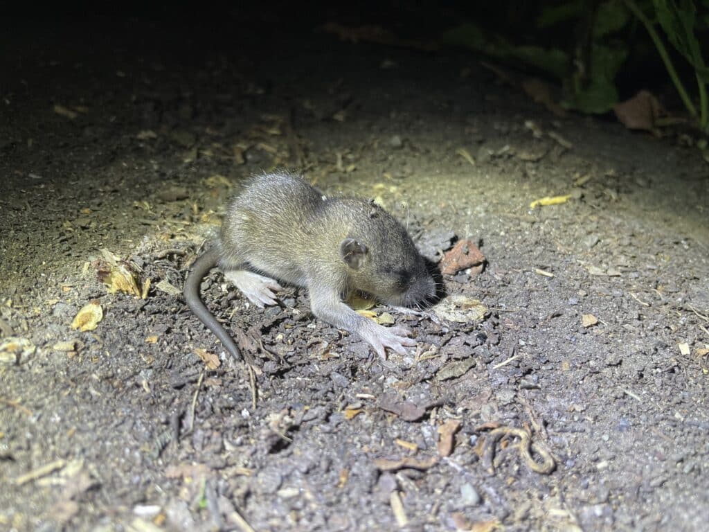 ネズミ　赤ちゃん　特徴