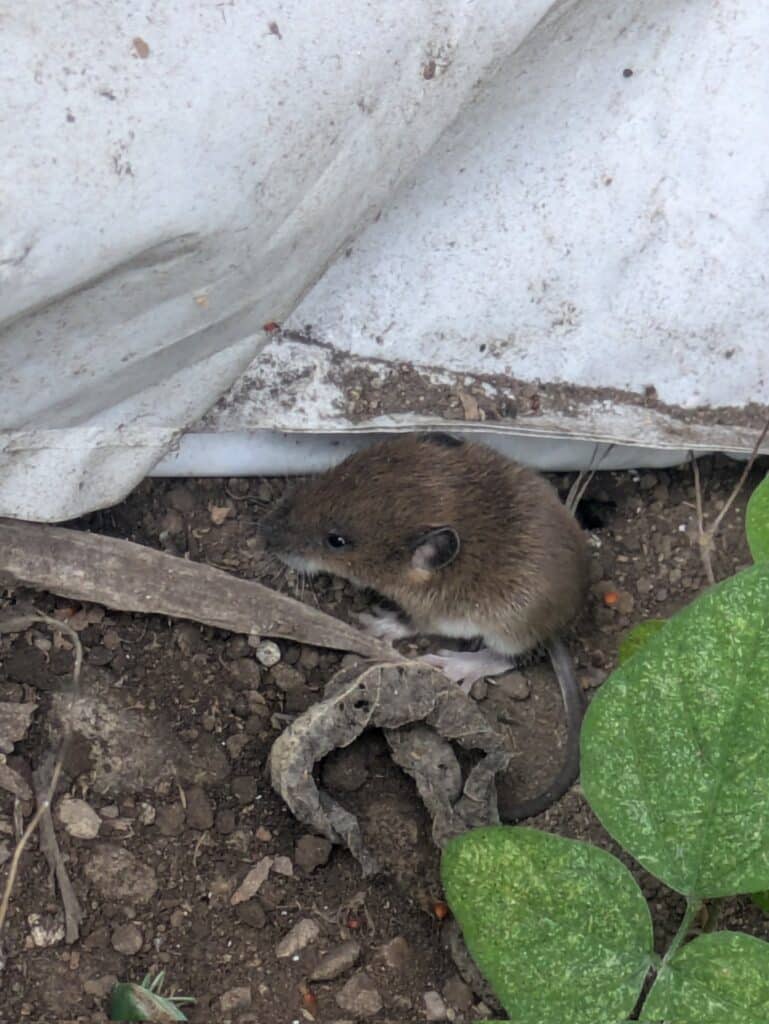 ネズミ　赤ちゃん　特徴