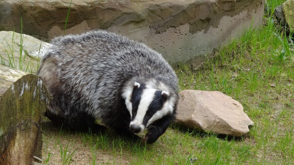 アナグマ　どんな動物