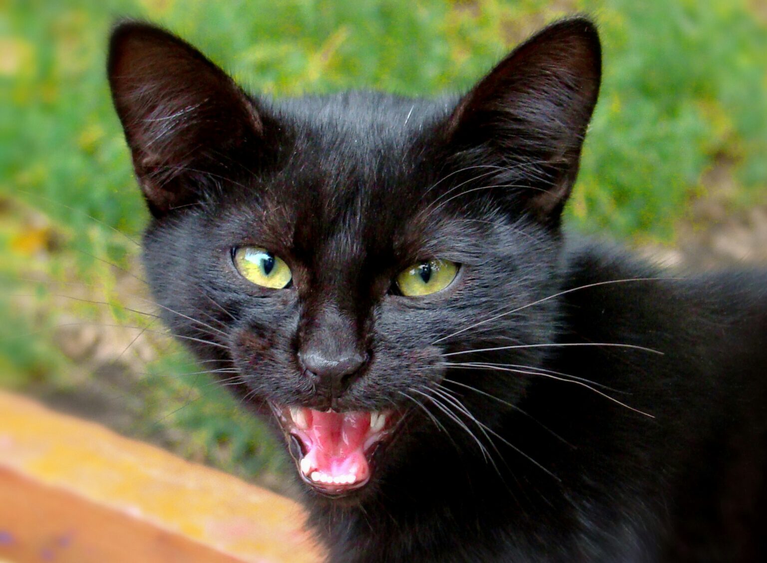 ネズミ対策で猫の鳴き声は効果がある?猫の匂いは?嫌がる音やアプリについても調査! | 害獣駆除業社おすすめ徹底比較!